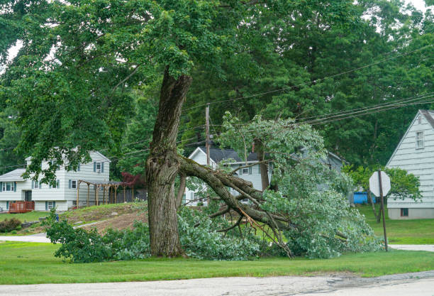 Best Tree Removal for Businesses  in USA